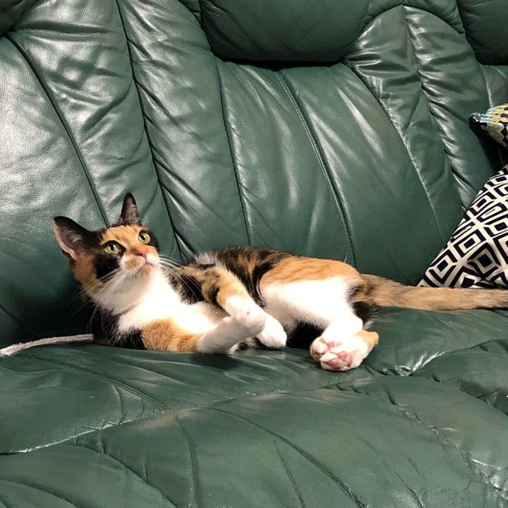 7232d6dc 930f 4596 860e 1025dea8ba98 1531745756441