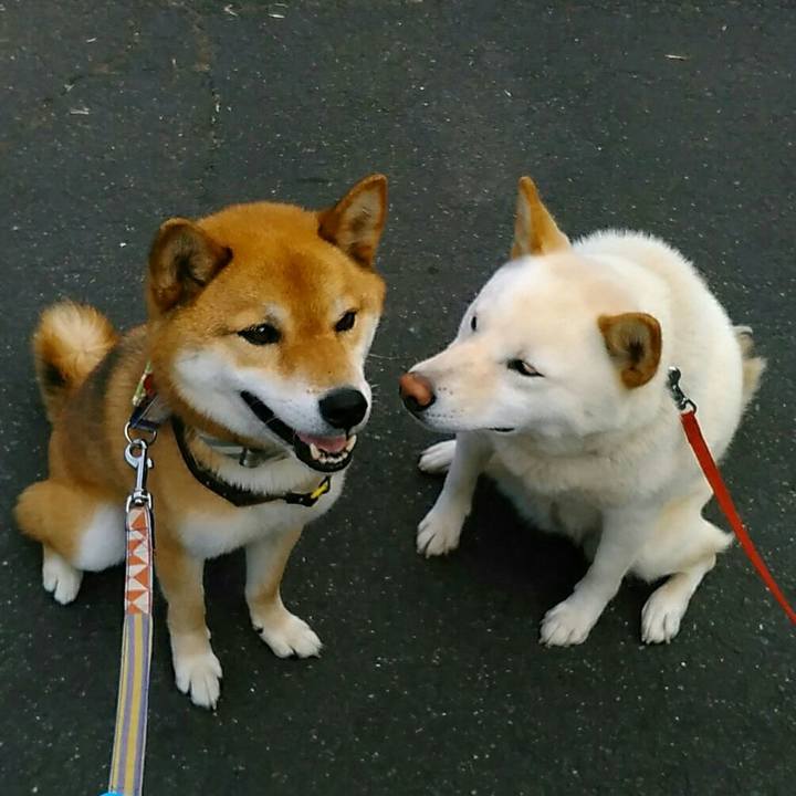 7232edbe 2c49 4eb3 b7a3 5c443d18d20a 1562744207588