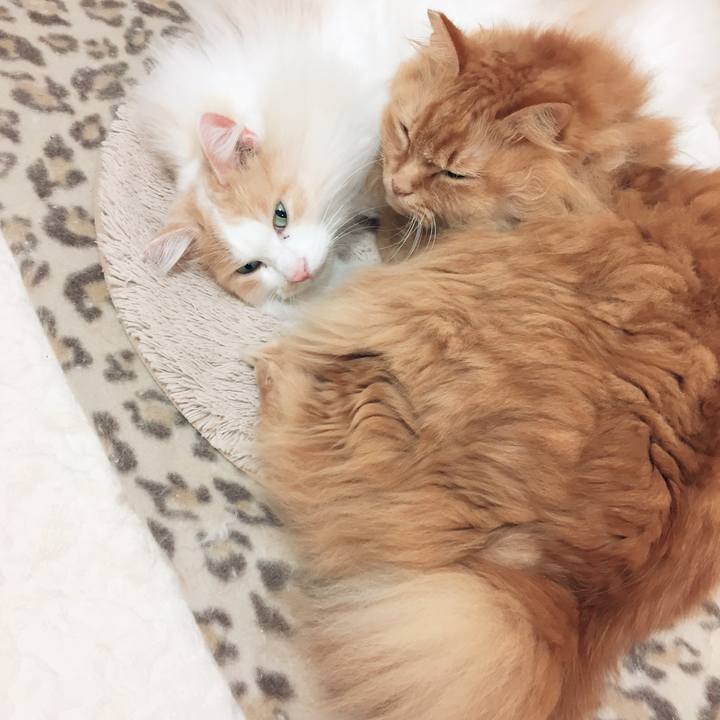 72335138 5cd1 440a ad83 a2bcf511ce97 1509485402432