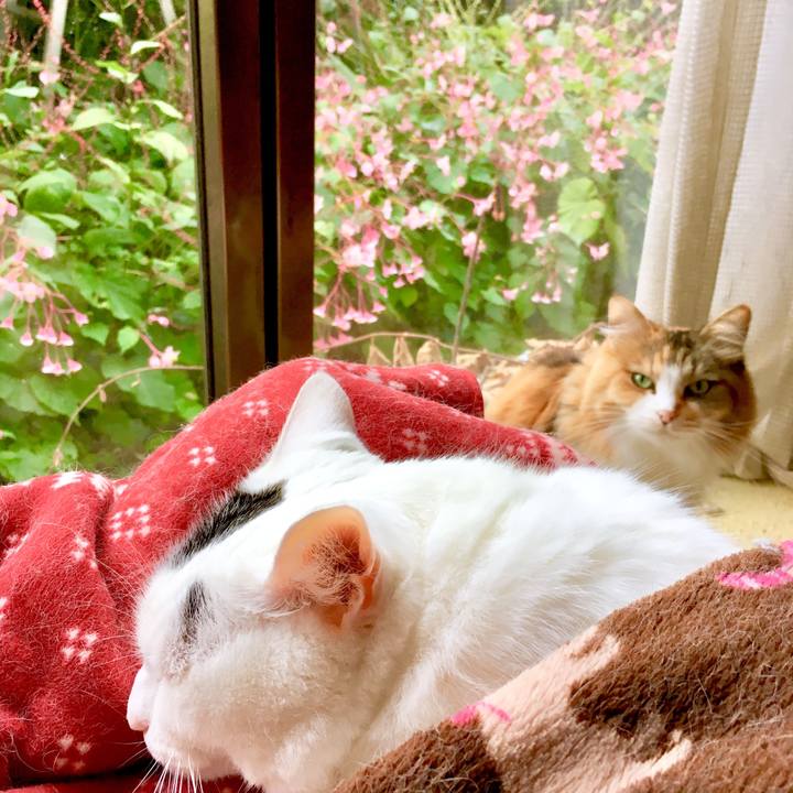 7233ac3a 22b2 46e6 afb7 784ea5d29e79 1568978358313