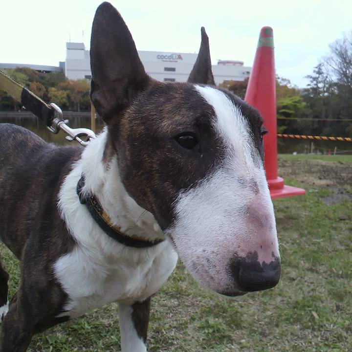 7233c2e4 b1cc 4722 a0ef bd97150c43cf 1586689409588