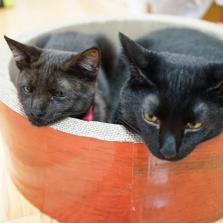 7238fe14 6842 49df a47e c3548effe4cd 1509493387883