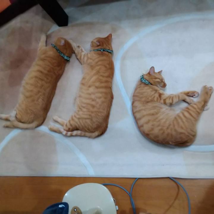 723a25f6 a39f 4728 8df1 b2a9197fcdf0 1605310243221