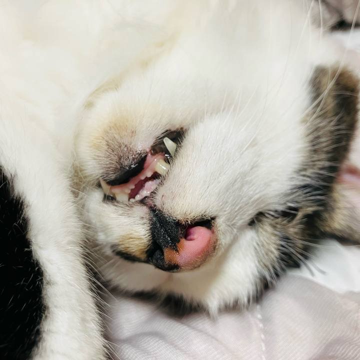 723b8f93 da51 4cbc a815 2cb4afb264b4 1755731485471