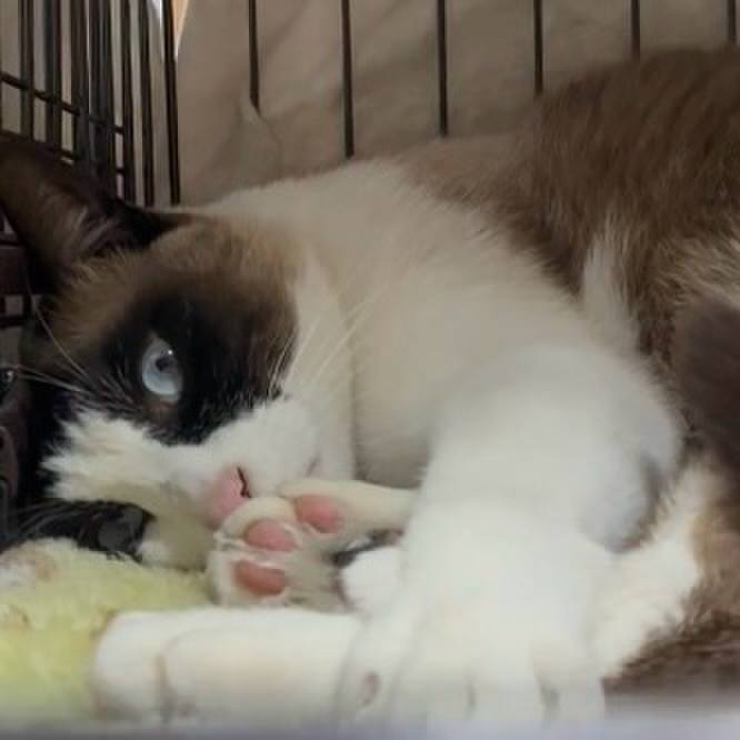 723bcf56 60f7 45fa acf2 87b150a36103 1747132485438