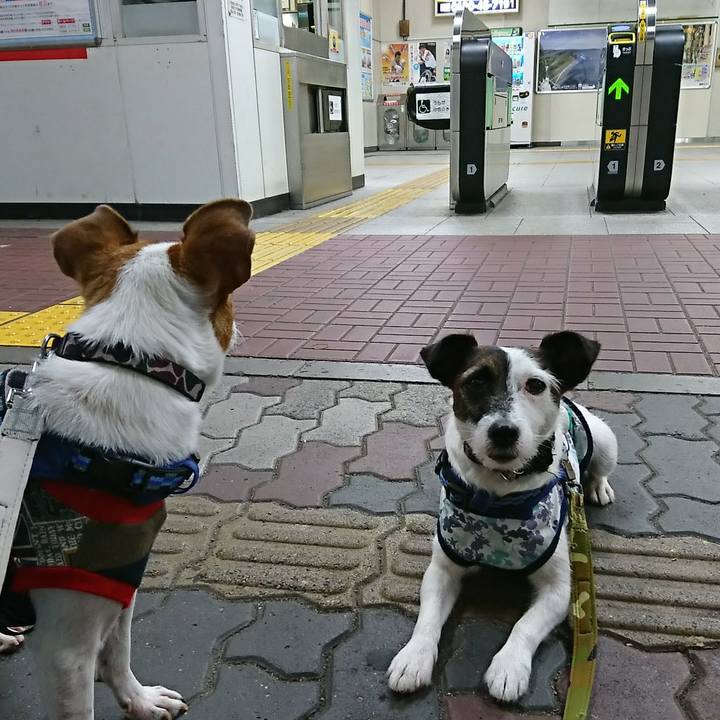 723c7056 c49a 4177 a9d2 45607dccbc60 1529411827486