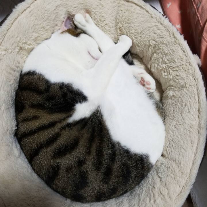 723cf18a e330 42de 8e73 25816ed4acc7 1588155051987