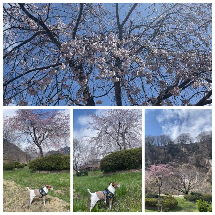 723d3298 8381 43af 81d7 9044d591fc30 1744185797138