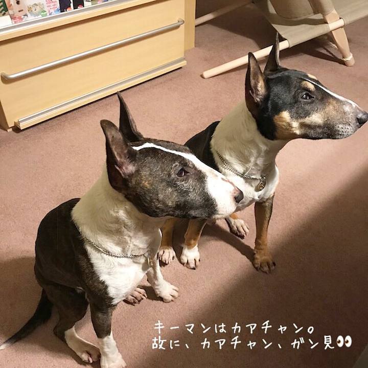 723d865c cf4a 4e6c b75b db9ef860952d 1519992643616