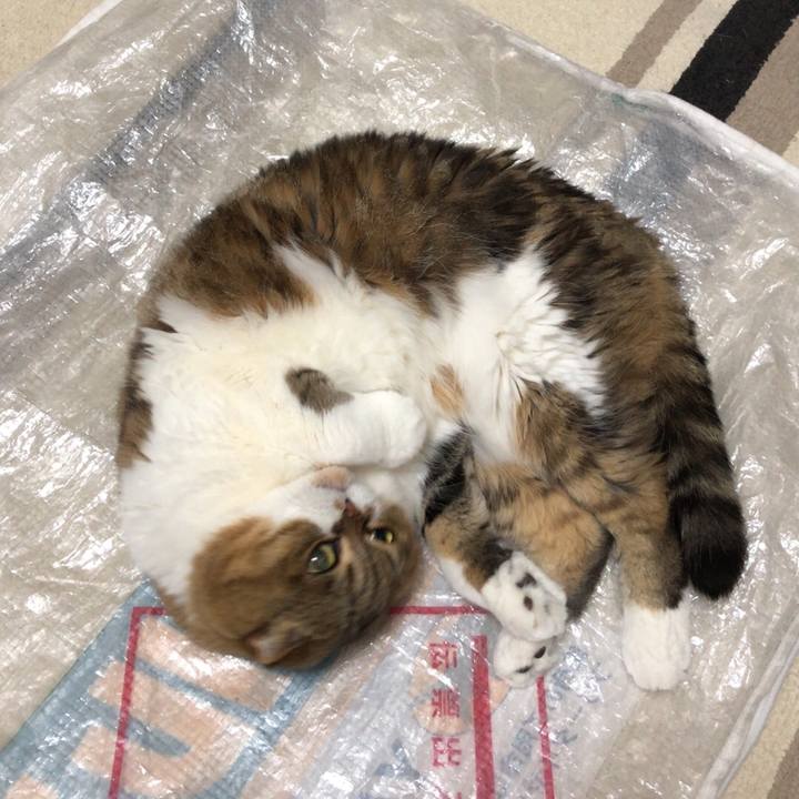 723e25f2 25a9 471f b539 82bc447269ee 1542710165716