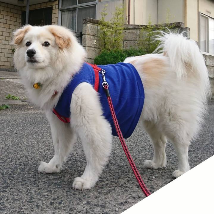 723e46e6 4b62 4b78 b5ad 9a11723114e1 1529741345911