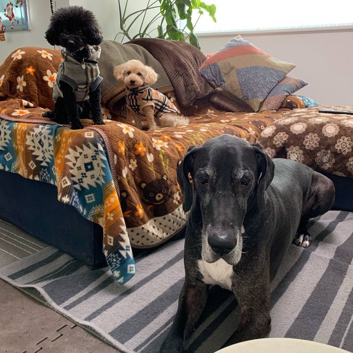 723e6a78 6cfc 4a23 8d4b 54f05e2dca30 1545778002151