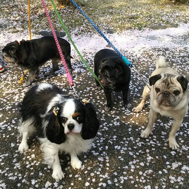 723ed8f7 f6b0 49ed 8256 11c5017ec991 1521639004198