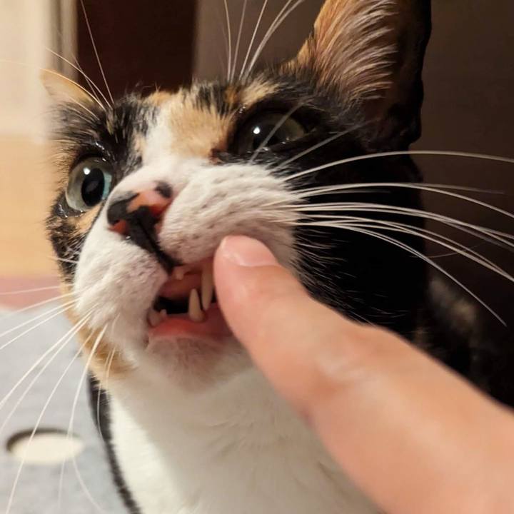 724029e4 a309 43f0 8ab6 418c1f5ed822 1699588200450