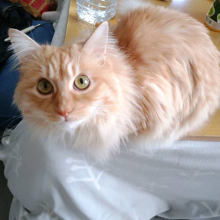 72417209 a09e 4c8f 9e11 15c000d9d7f8 1680416421291