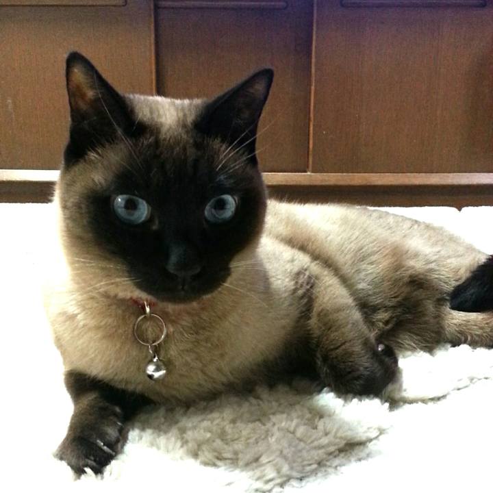 7243071f b374 45e3 ab6d eca0c3cdad45 1526214709305