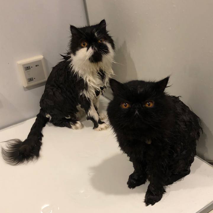 7243a81c 2baf 438a 8bbc 1418ddd42d17 1568949818494