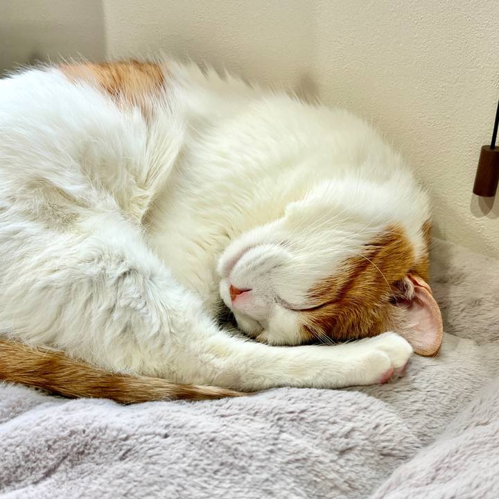 72447fcc c088 4c47 846c 32cf7e09e7cf 1770013550119