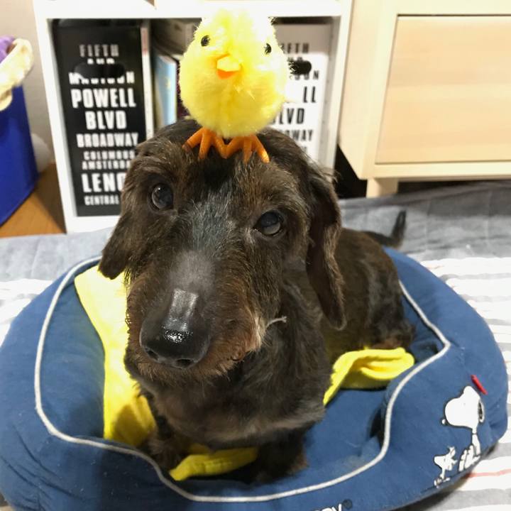 7249f438 4475 4154 b330 2d1be6176f41 1559316587575