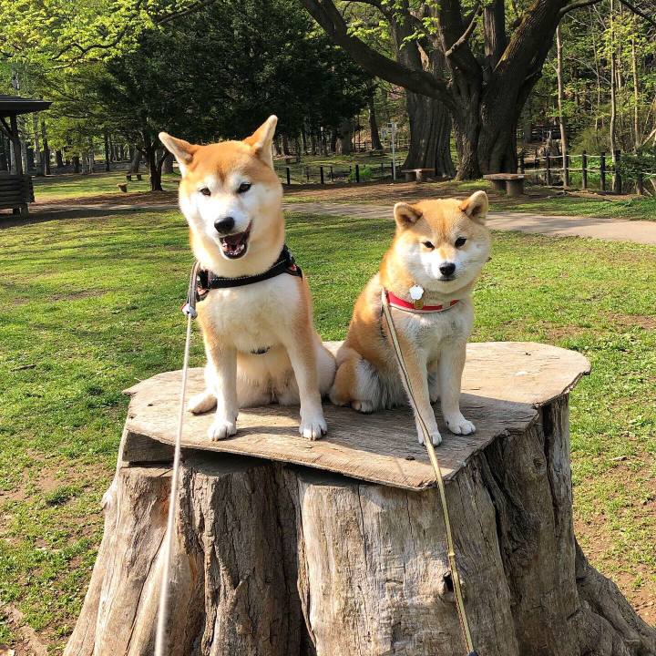 724a84ba a458 4f8f b0fe 8f7c8ef31786 1557373139656