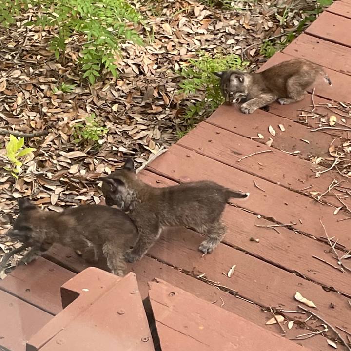 724b9caf 1545 42c1 9632 aa0d6d1ce6d0 1719027473510