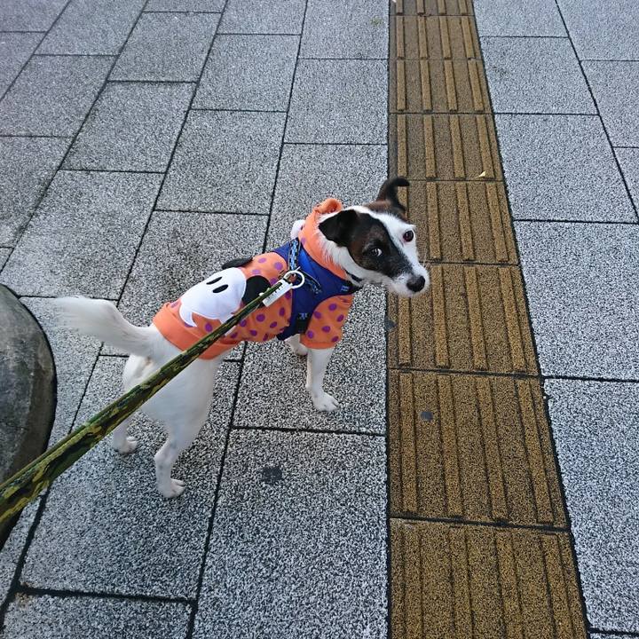 724bb26e c869 46cf bc65 c916097e2949 1508968055588