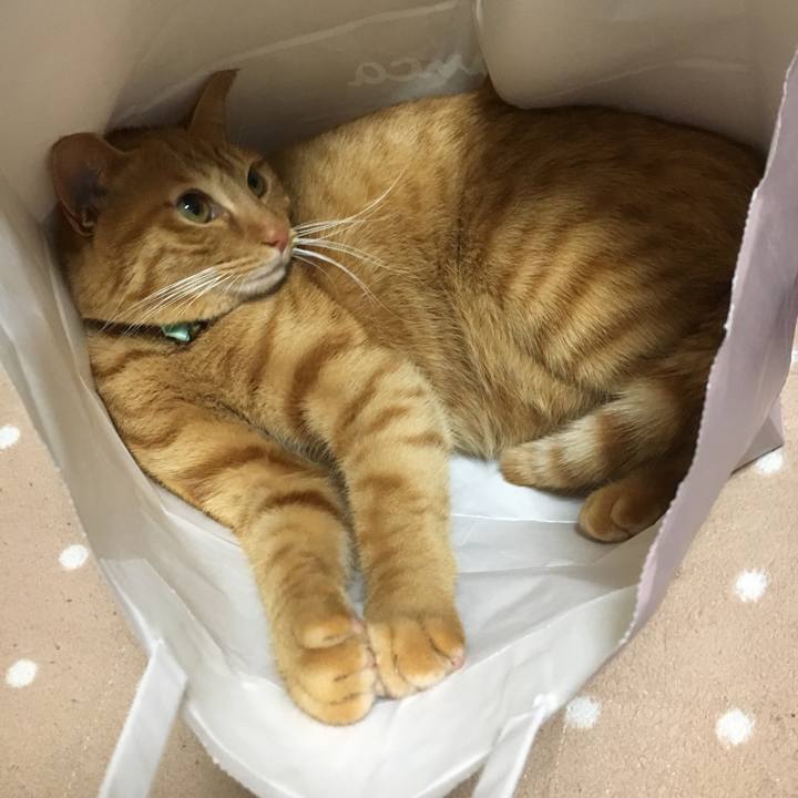 724d0470 c807 43de ab63 2a014c095222 1513760708891