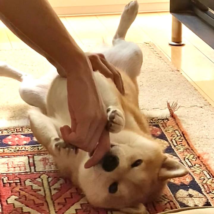 724da0c4 a132 44ff ad95 bb557c918d8a 1695020928633