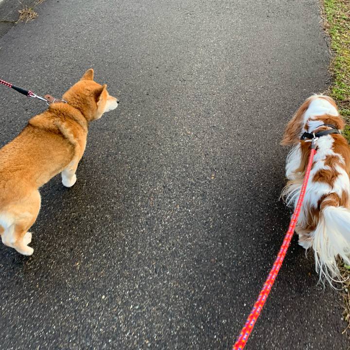 724dc9b7 0070 476e 9d26 fc85f2ebd1d4 1584484673806