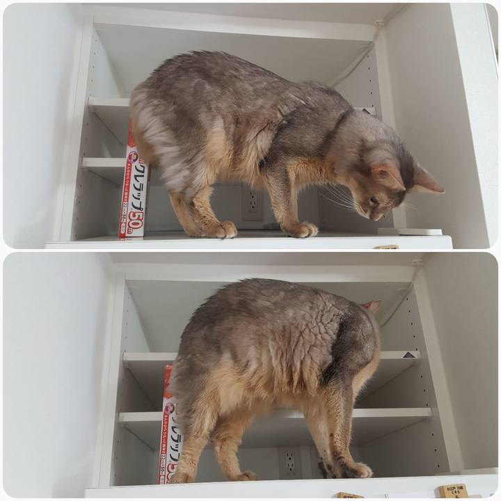 72511d24 88b7 411b bcfe f5e230f783e2 1585181141942