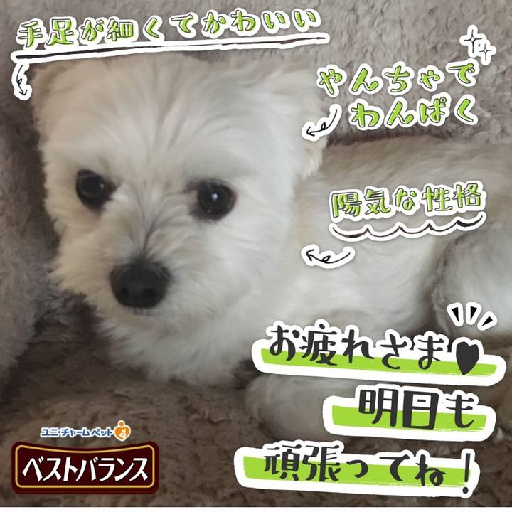 725484ee b46d 4038 840f 325570122ae9 1542001195606