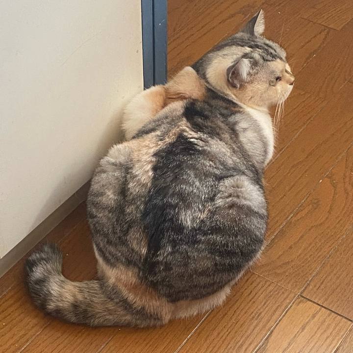 725509c1 42b3 4f73 b15f 6a3a52f95f14 1730676781145