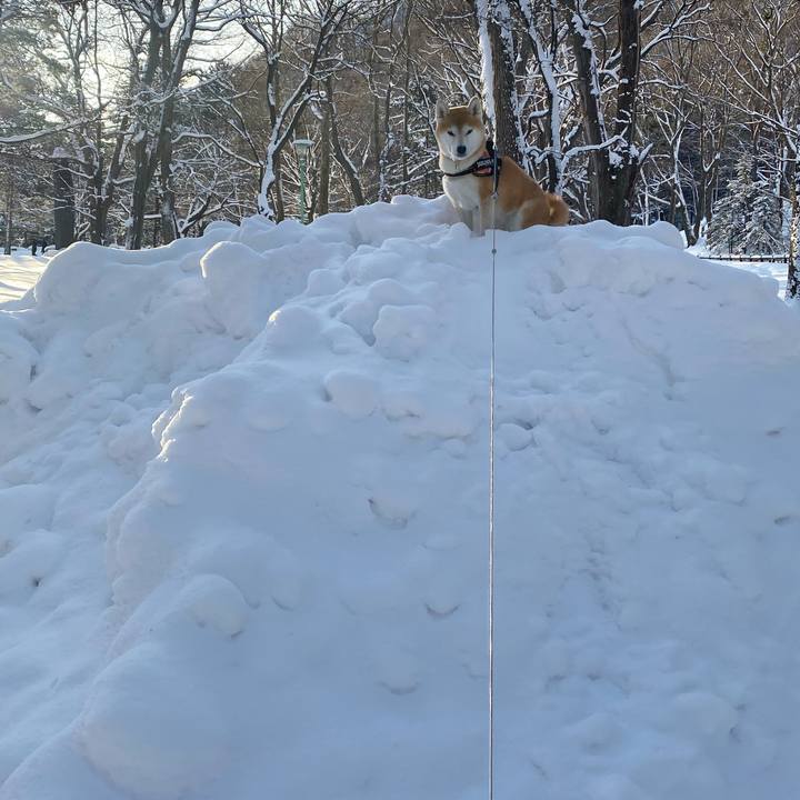 7255c024 fe4c 4343 a680 62d891a862aa 1611102315982