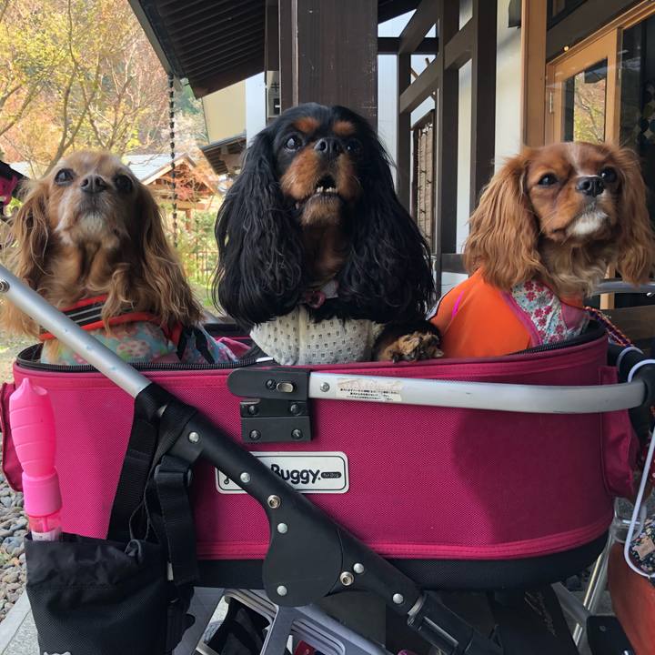 7256459a 8453 4ed3 bc1a 64c58f7e1770 1529589035891