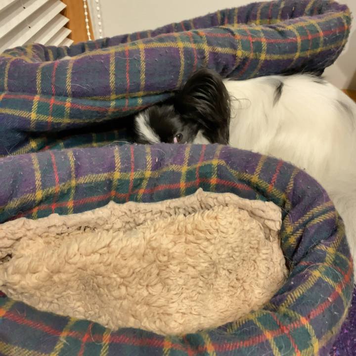 7258b7ba cefb 4171 bc32 a1c81729d77c 1541421928109