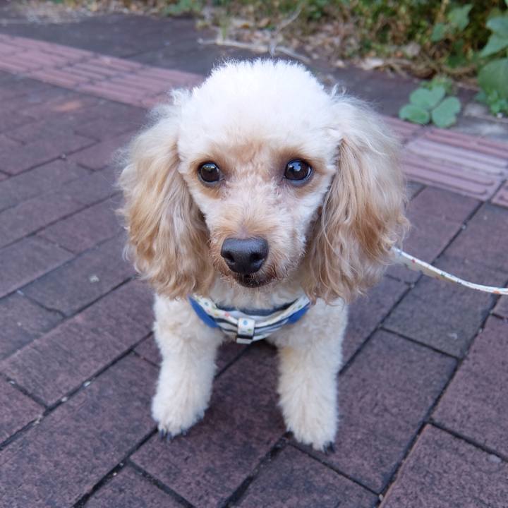 7258d4b9 4e4e 4b65 8df9 d15cdbbcc4bb 1541290780513