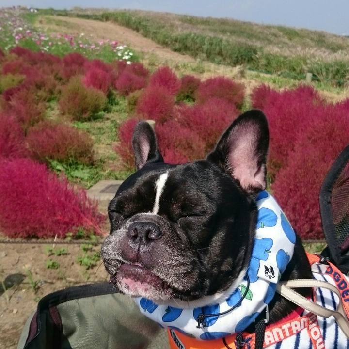 725bfd8d 9a1e 4be4 9871 c9a8c64a1144 1507805790445