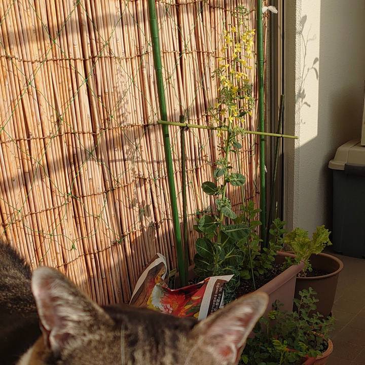 725c43a0 7ea4 4fce b21b 2d763dfdd59a 1617236194791