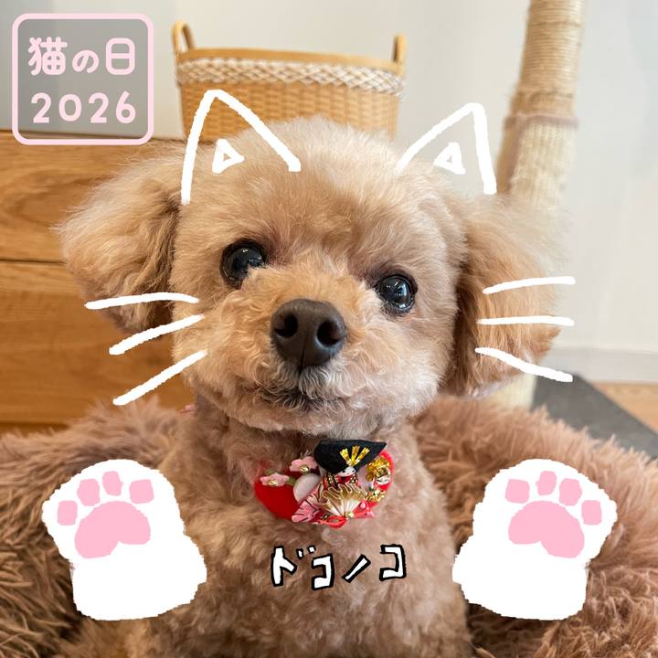 725c4c3d 7bda 473a b4be 0fc6f60c2c3e 1771734332551