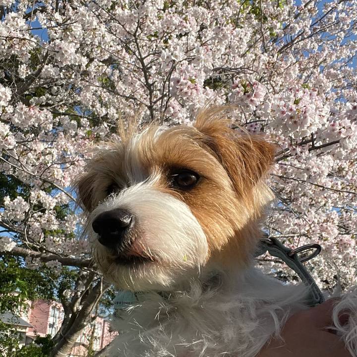 725e9296 dee0 4606 8ce5 f648d2873f27 1775473885333