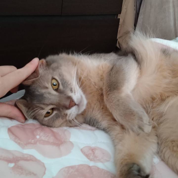 72601835 4548 4936 a8cc c4b90087a311 1602645721666