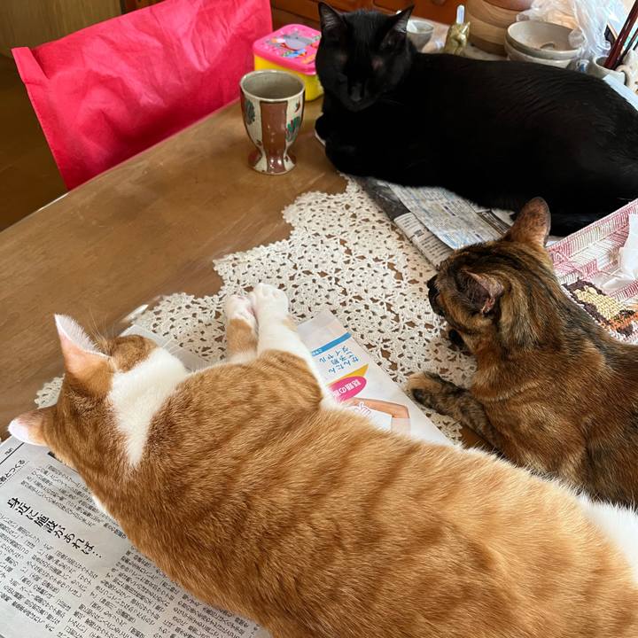 7262e255 cb10 4244 a9f0 0a1620042396 1687560882547