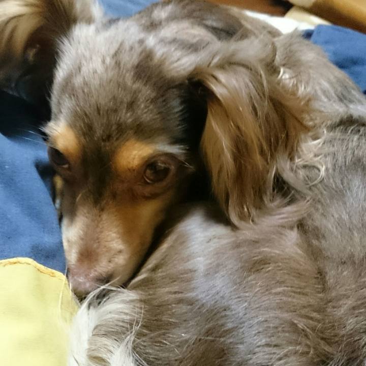 726496ae 5c7f 4c14 8f98 88c2c04bbd59 1513250945053