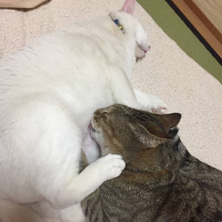 726509ea c33b 45b2 9e78 8cb8ff44105f 1524430737656