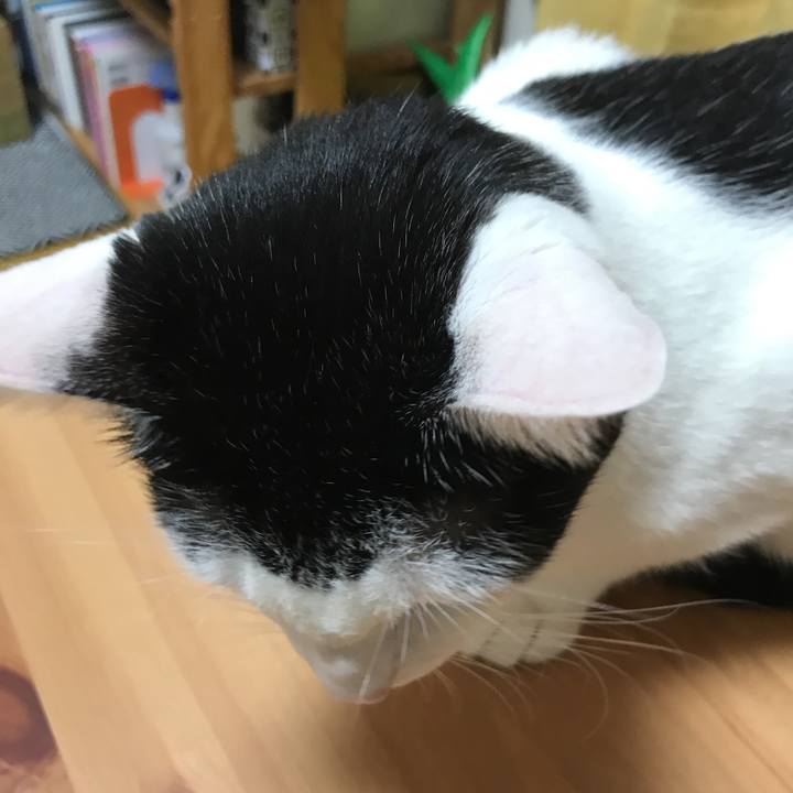 7265deba 97a4 43fd 88b4 b778b356e7c5 1539611869197