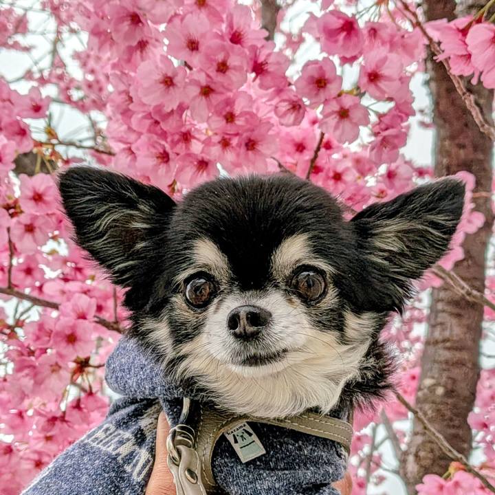 726807e8 2cc1 4447 9c39 3aa9f2aa817b 1773989599891