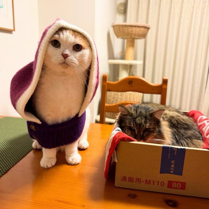 72685ce5 e6cb 4691 8de7 964b6db60a67 1763074503365