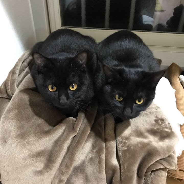 726d3f35 08f0 4707 85a8 69e7ae9173bd 1553243710680