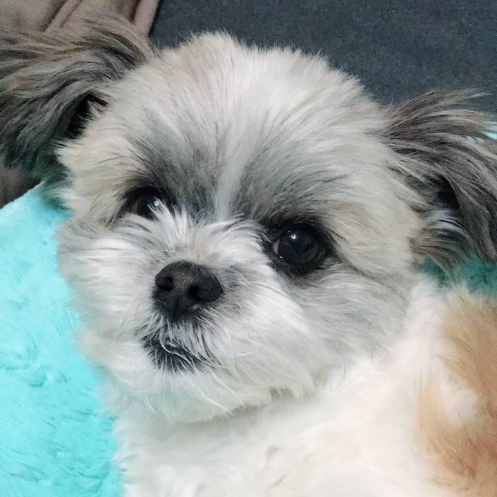 726ee18f 0050 422a 85da 94567ff1955a 1545438349556