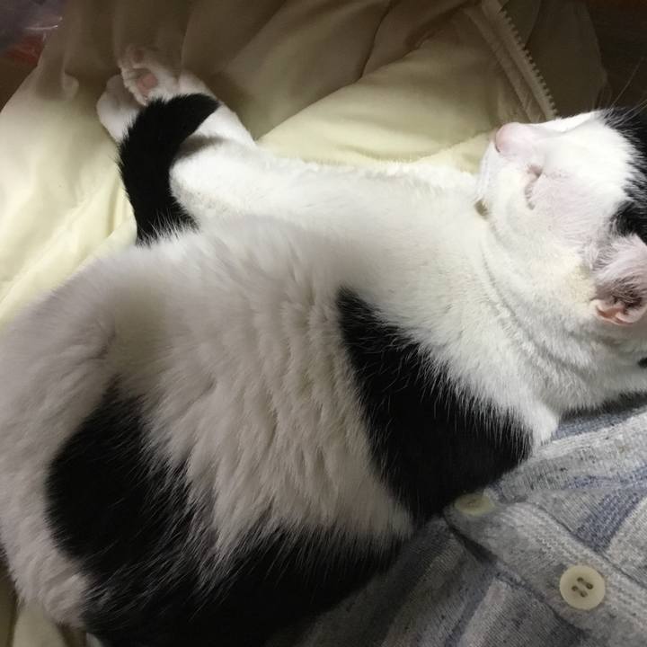 726f3153 4f38 459e a007 248f245a5020 1514161873503